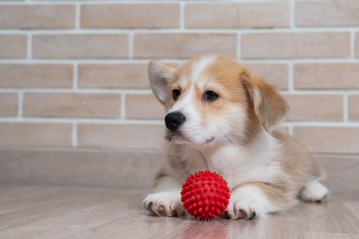 Le chiot naît sourd : vrai ou faux?