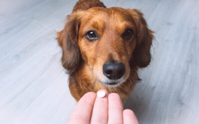 Peut-on donner de l’aspirine ou du paracétamol à son chien ?