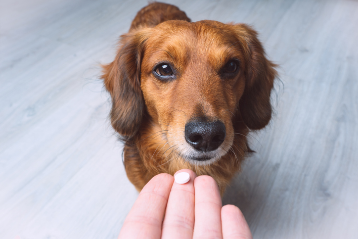 Peut-on donner de l’aspirine ou du paracétamol à son chien ?