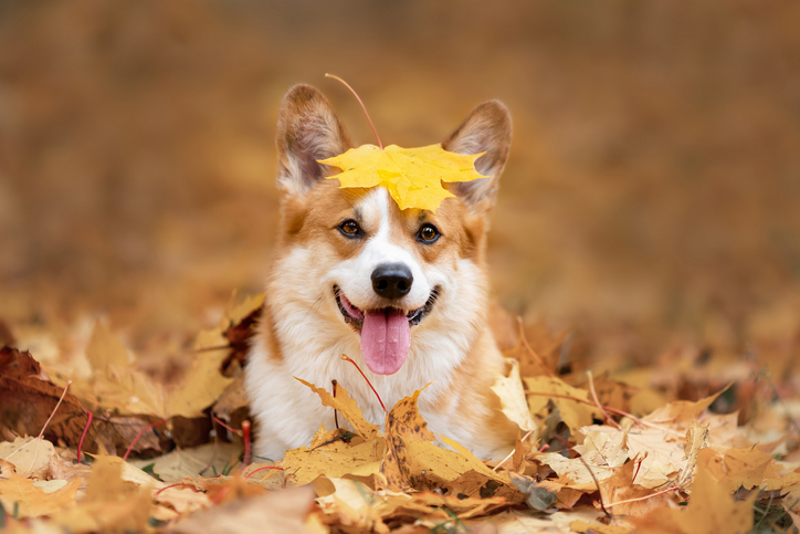 Booster le système immunitaire de son chien