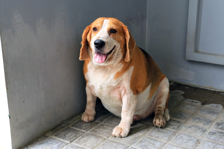 L’obésité chez le chien : quels symptômes ? Quels risques ? Quel régime ?